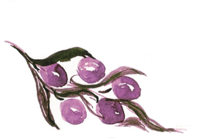 Illustration eines Olivenzweigs