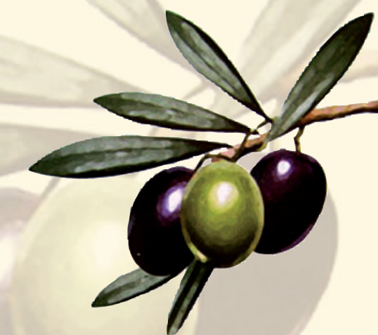 Olivenzweig mit grünen und dunklen Oliven